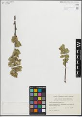 Foto von Salix glaucophylloides Fernald